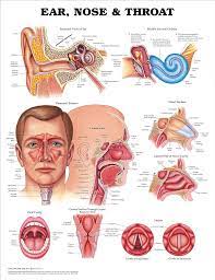 Ear Nose & Throat